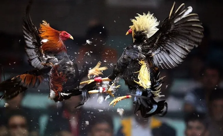 Hướng Dẫn Cách Chơi Đá Gà Sabong Tại E2BET Cho Người Mới 1 Hướng Dẫn Cách Chơi Đá Gà Sabong Tại E2BET Cho Người Mới